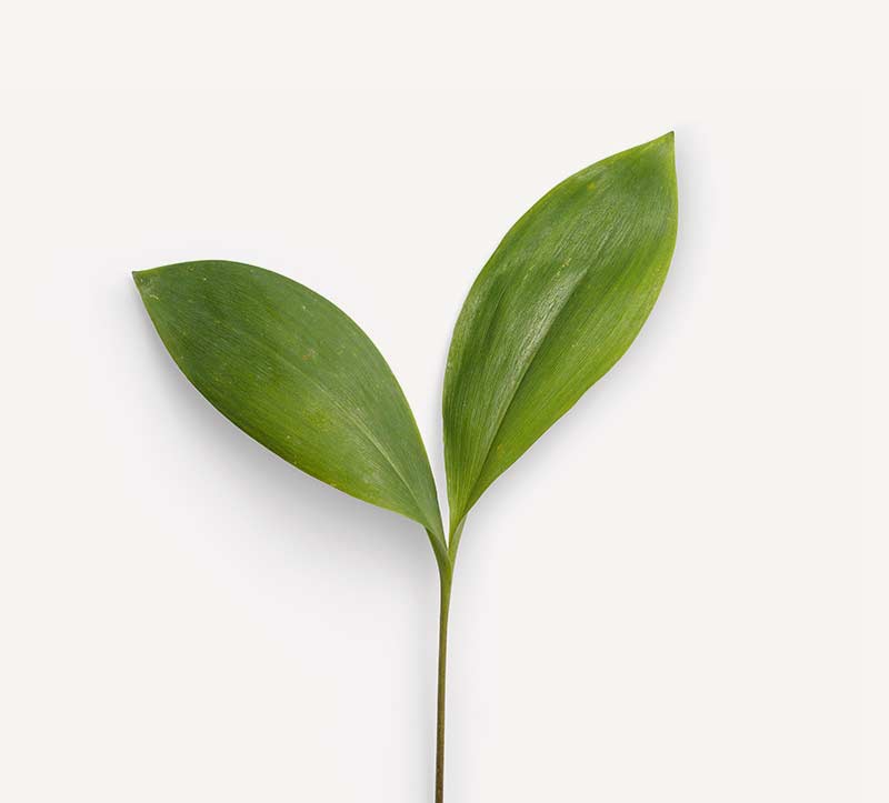 rohelised lehtköögiviljad