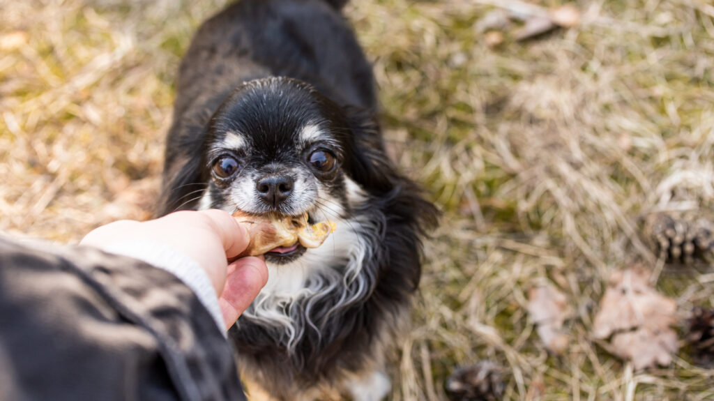 chihuahua ja toortoit