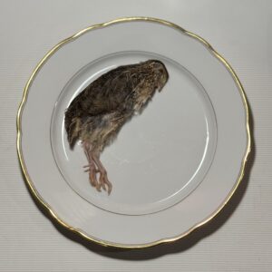 Vutt koertele, kassidele ja tuhkrutele