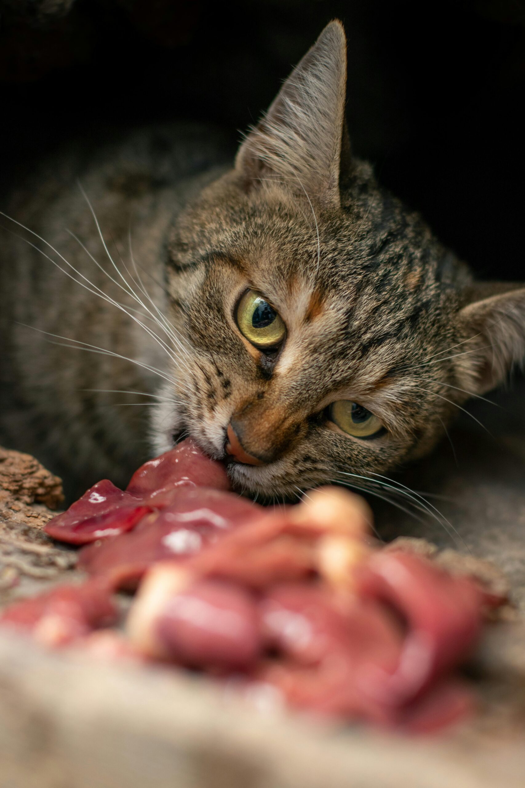 Tabby cat in close-up enjoying raw meat in natural setting.