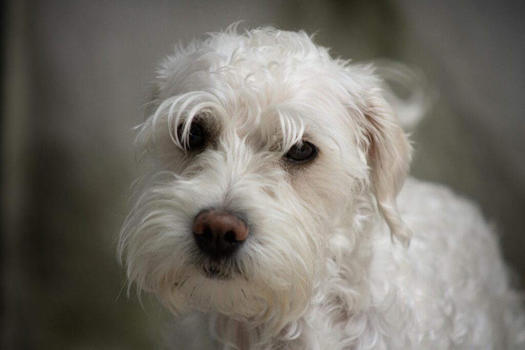 Close-up of an adorable white terrier dog with a furry coat. Perfect for pet lovers.