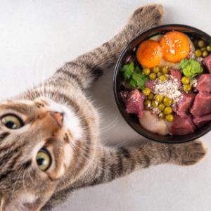 Valmis toortoidusegud