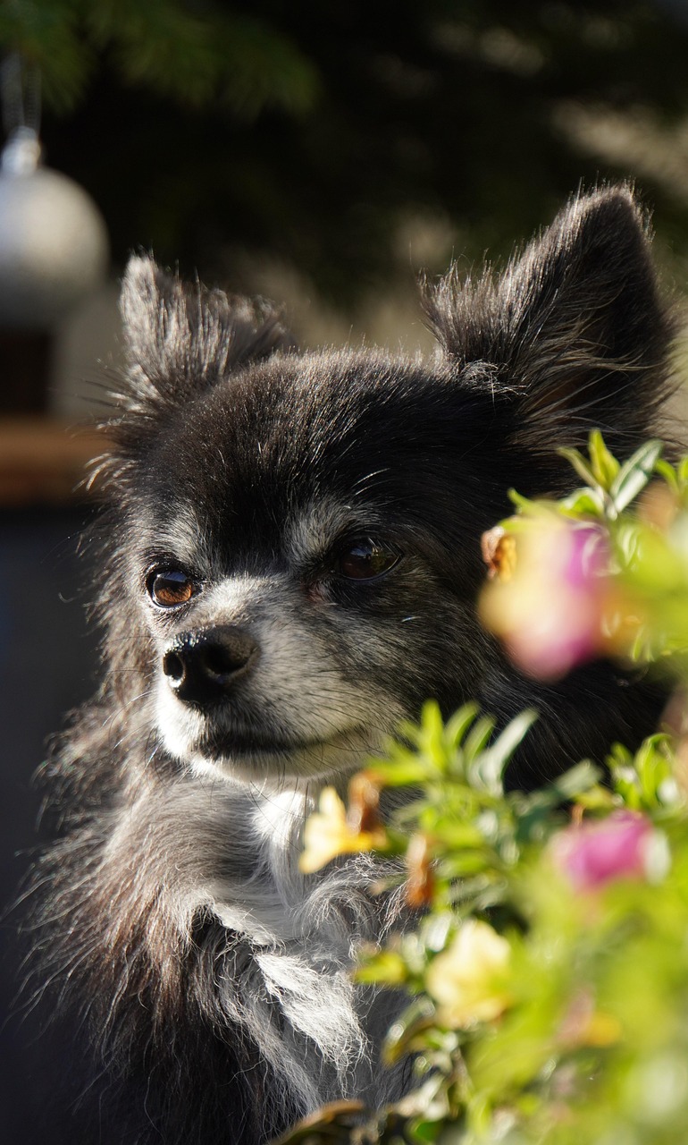 animal, dog, nature, chihuahua, pet, canine, mammal