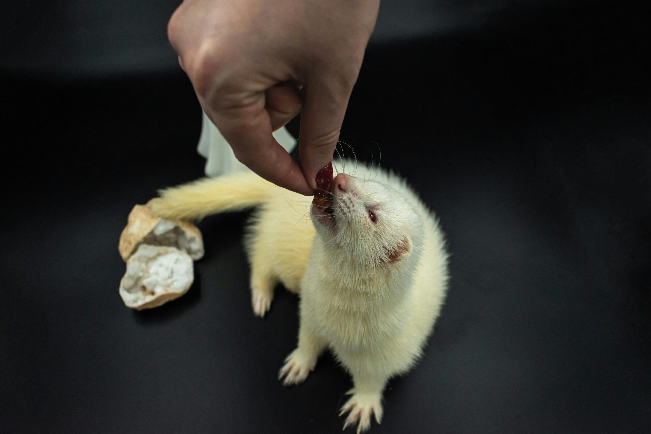 A white ferret reaching up to be fed by a person's hand on a black background.